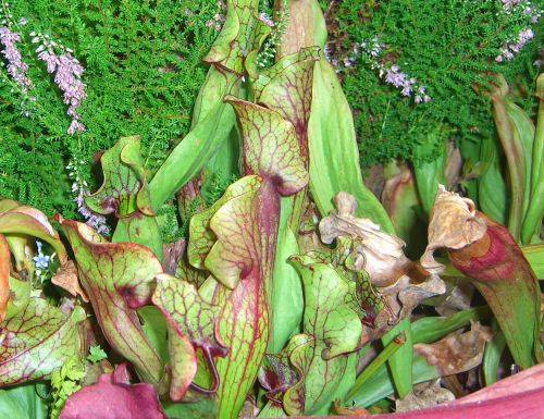 Bild Rote Schlauchpflanze (Sarracenia purpurea) 10 Korn inkl. Anzuchtsubstrat
