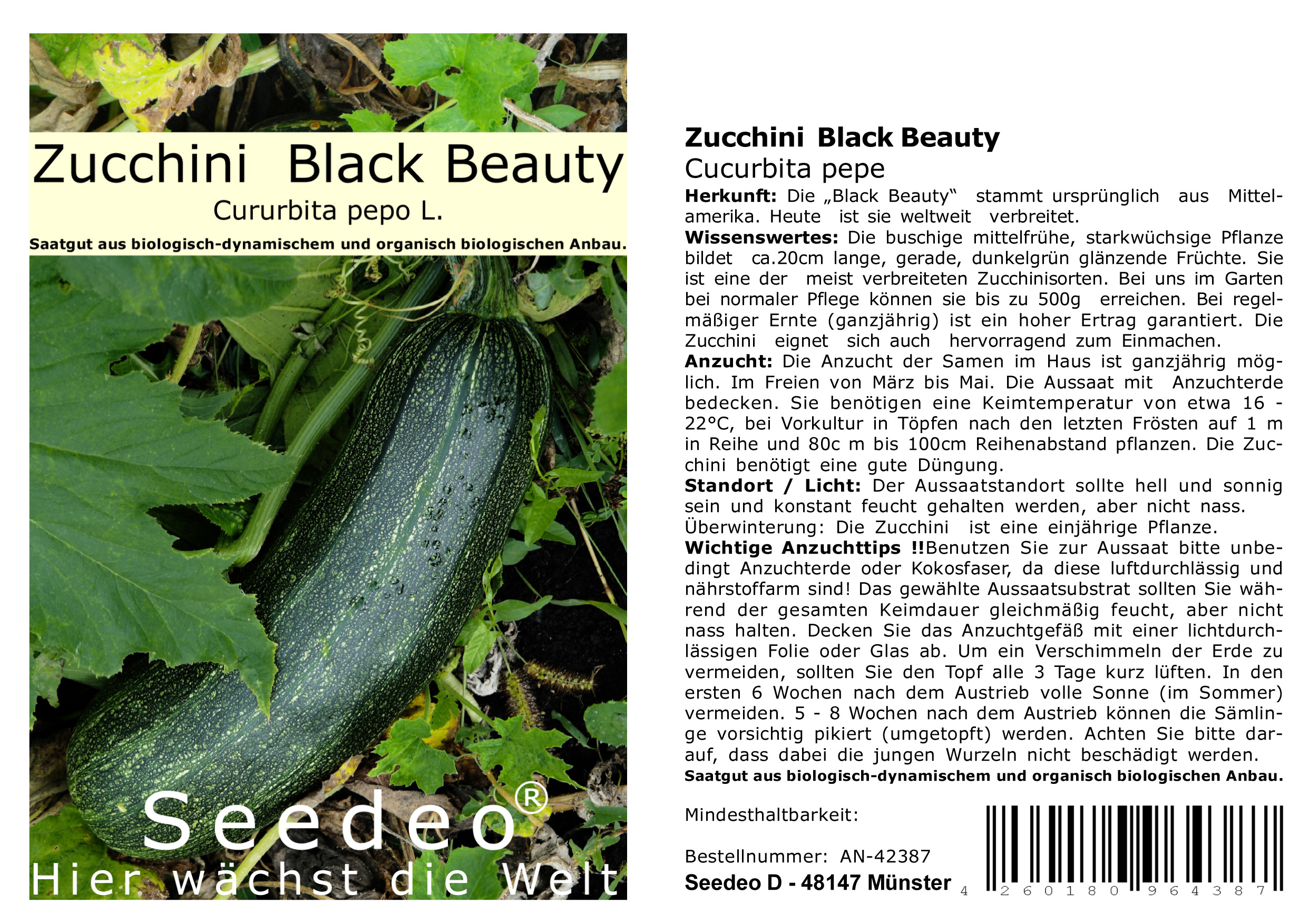 Seedeo® Zucchini  Black Beauty  (Cucurbita pepe) 15 Samen BIO