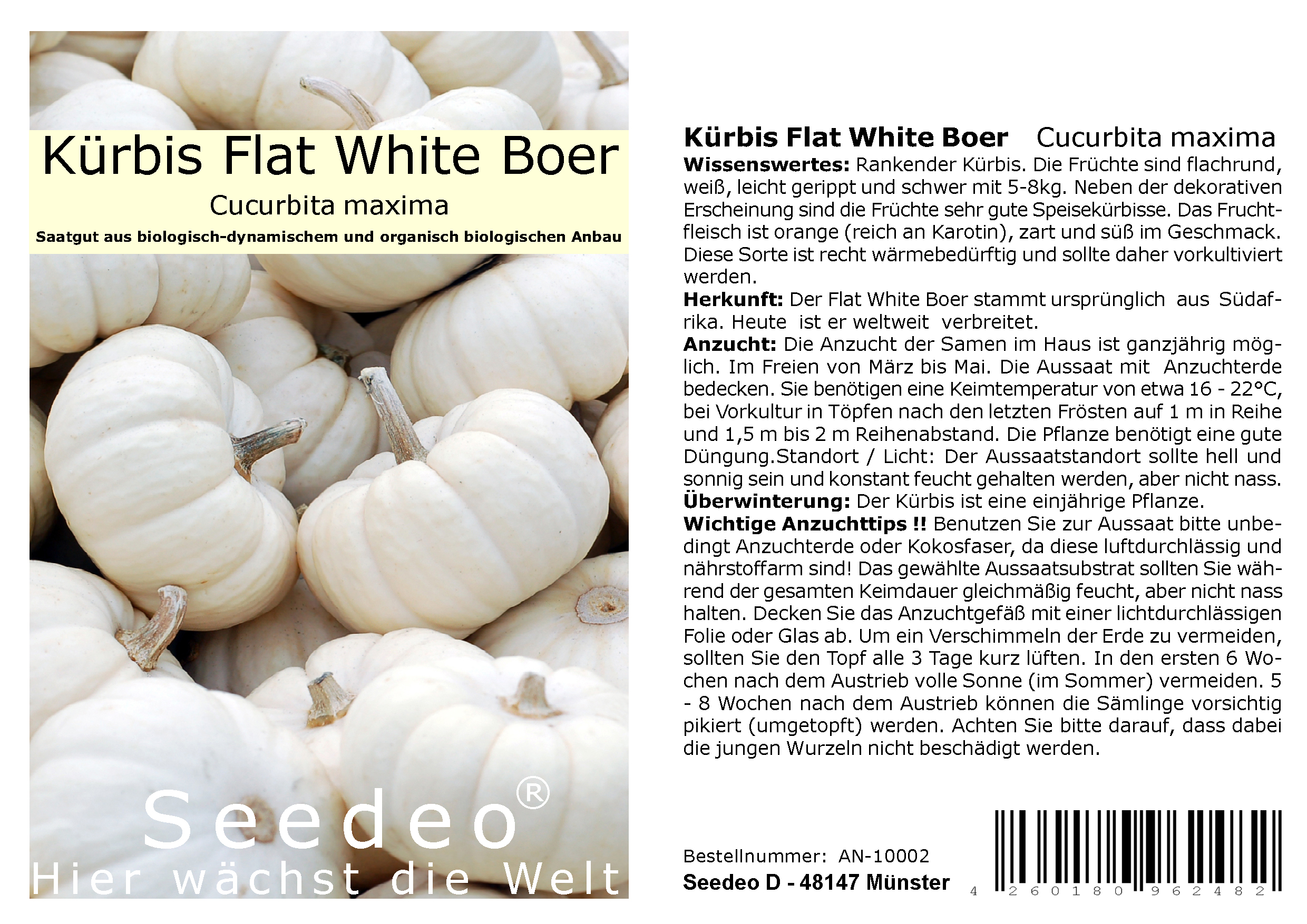 Seedeo® Kürbis Flat White Boer   (Cucurbita maxima) 10 Samen BIO