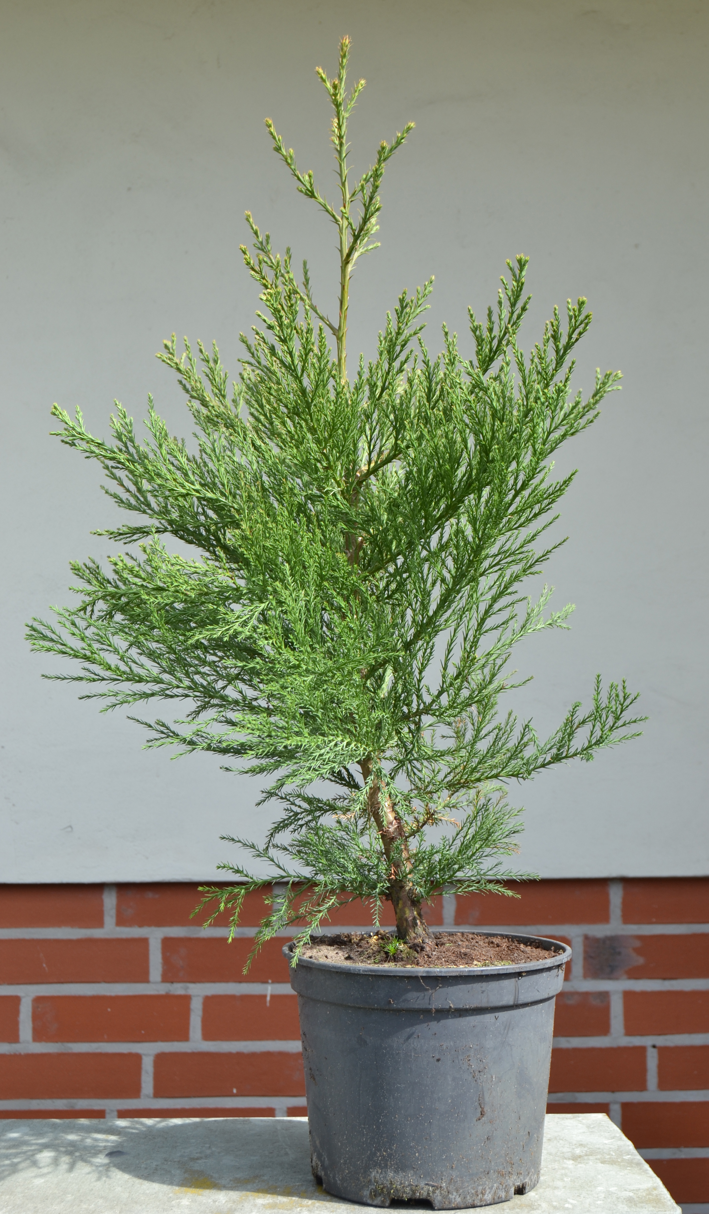 Seedeo® Berg - Mammutbaum (Sequoia. gigantea) 5 Jahre