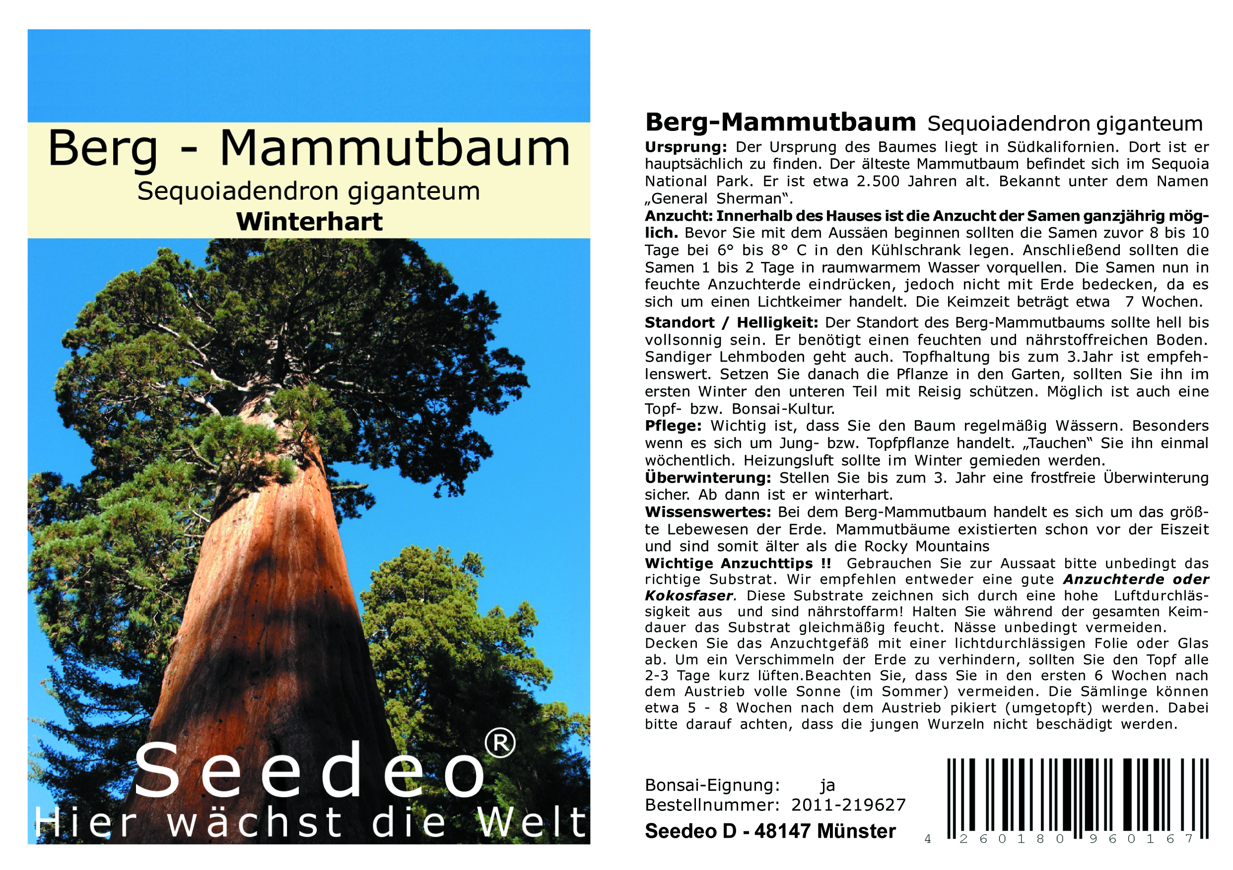 Seedeo® Anzuchtset Berg-Mammutbaum  (Sequoiadendron giganteum)