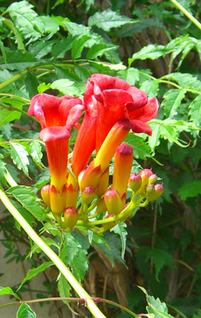 Bild Trompetenblume (Campsis radicans) 50 Samen 