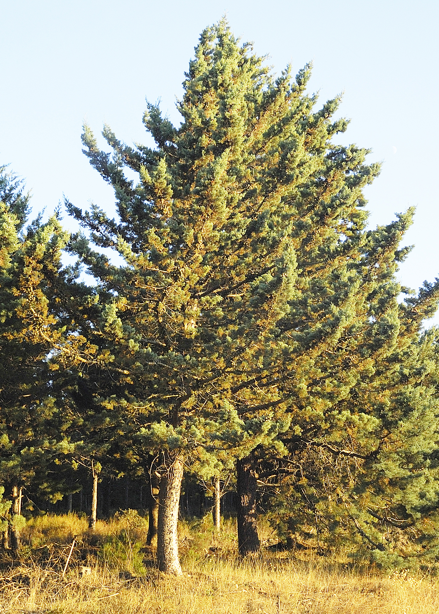 Arizona-Zypresse	 (Cupressus arizonica) Pflanze ca. 60 cm hoch