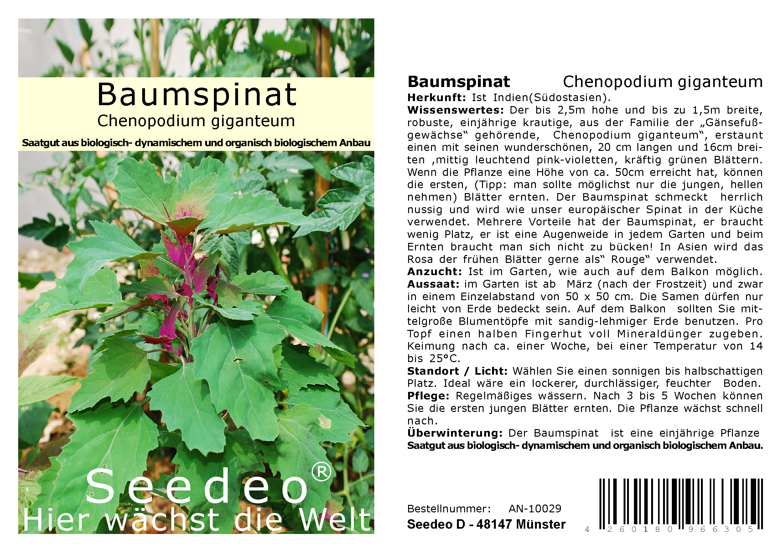 Seedeo® Baumspinat (Chenopodium giganteum) ca 200 Samen BIO