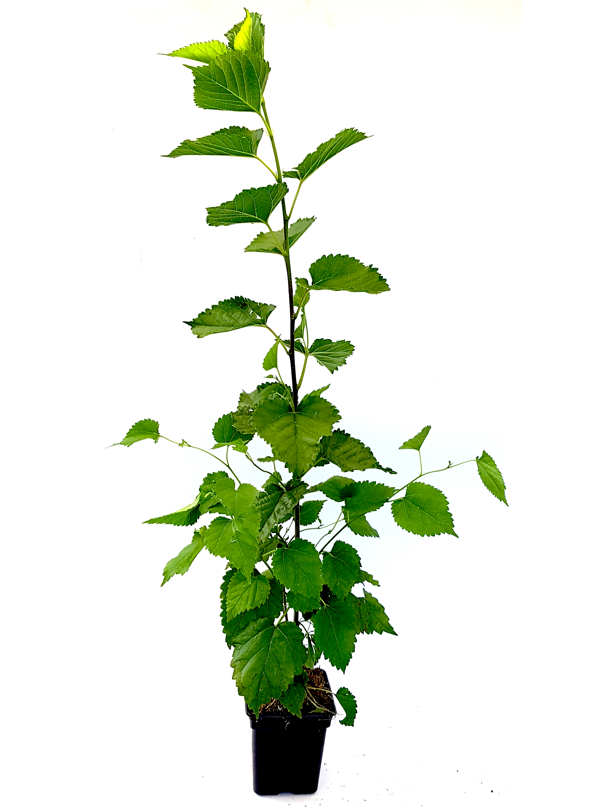 Seedeo® Schwarzer Maulbeerbaum (Morus nigra) ca. 30 cm - 40 cm