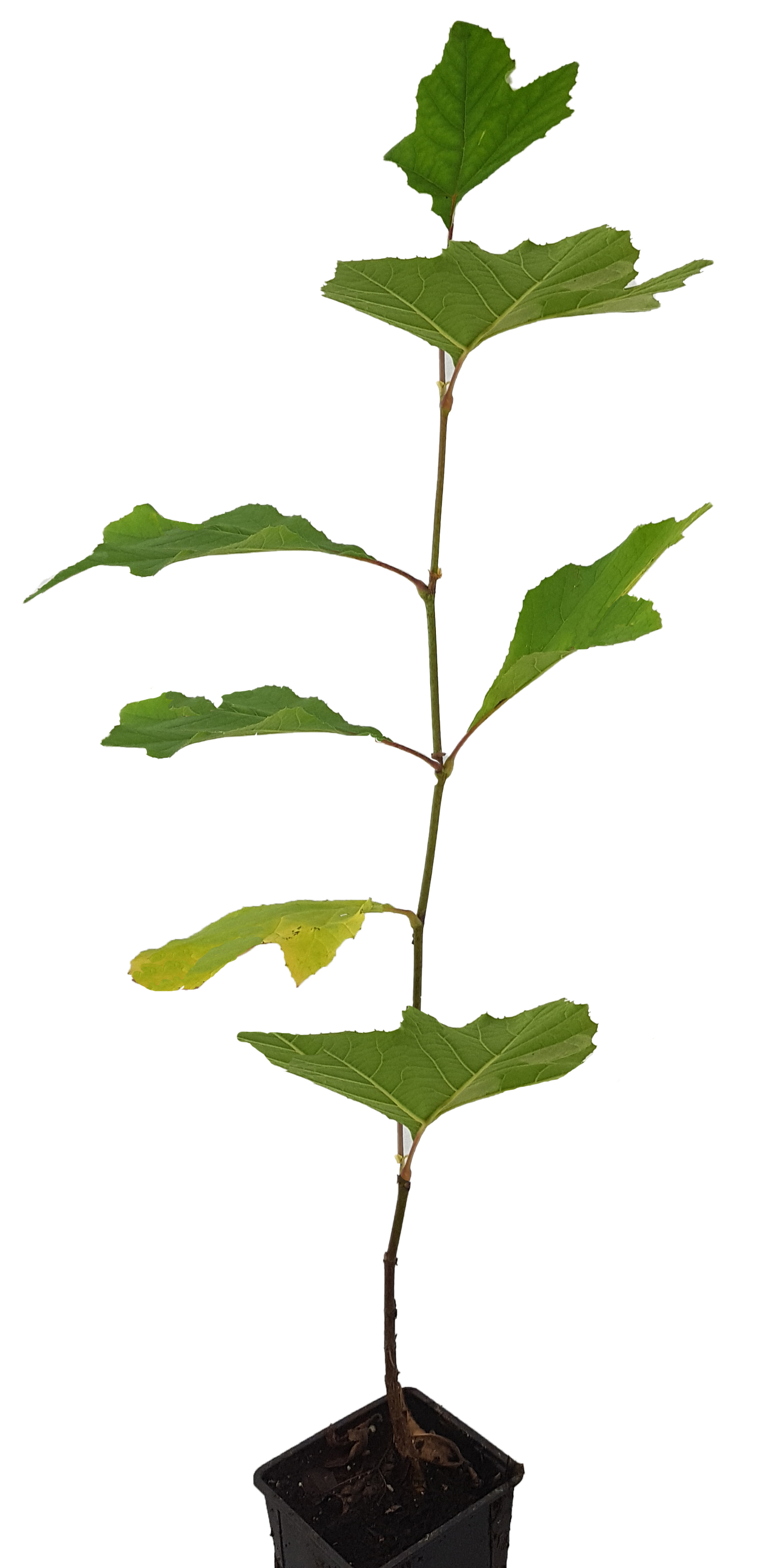 Seedeo®  Orientalische Platane (Platanus orientalis) Pflanze ca. 60 cm hoch