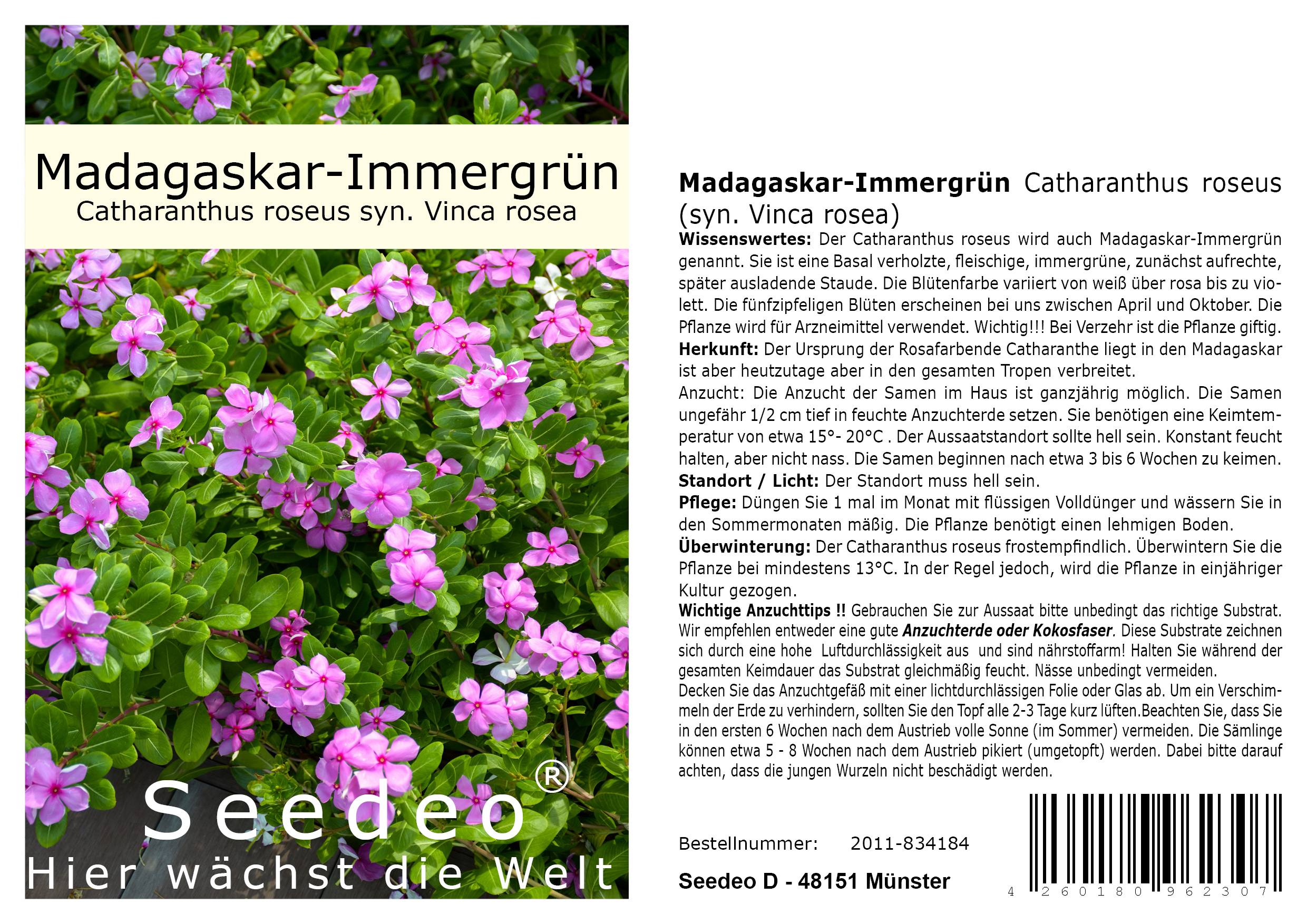 Seedeo® Madagaskar-Immergrün  Catharanthus roseus (syn. Vinca rosea) 100 Samen