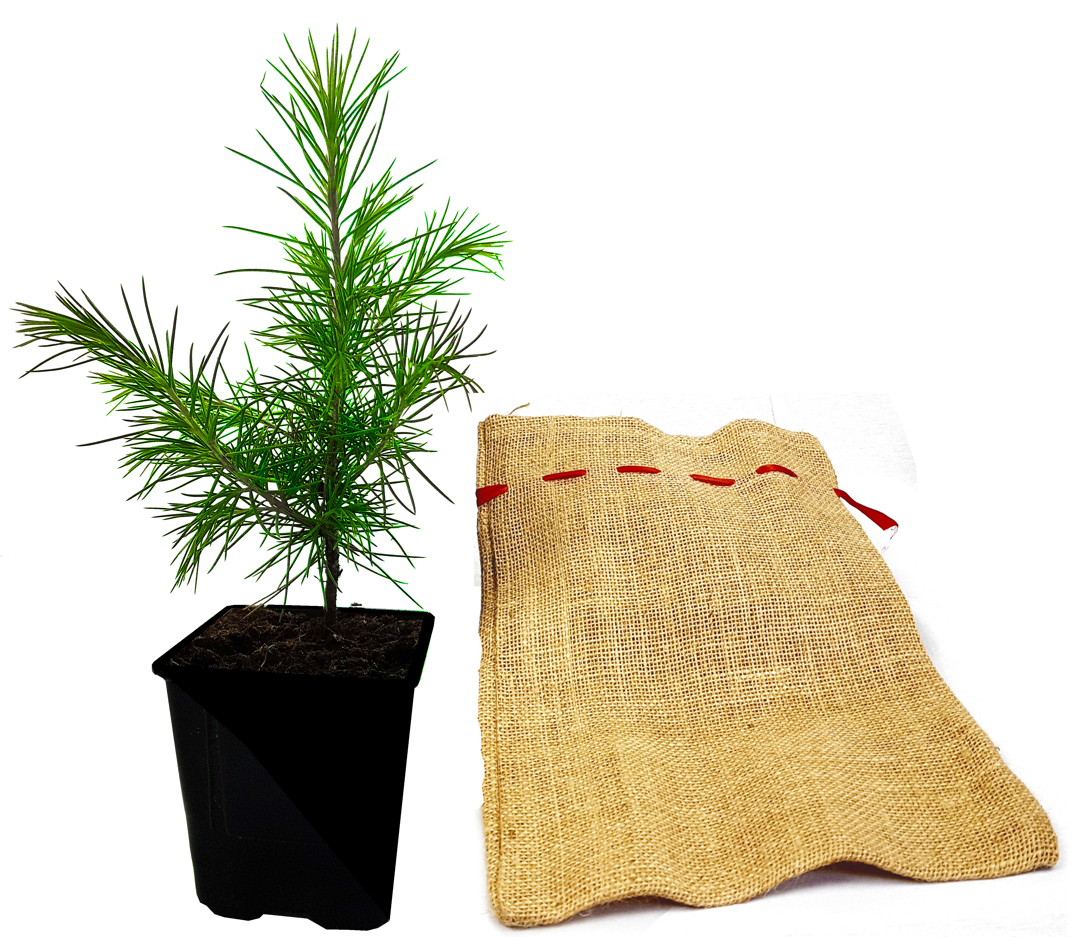 Seedeo® Himalaja-Zeder (Cedrus deodara) Pflanze 2 Jahre Geschenkedition Topf mit Sternen
