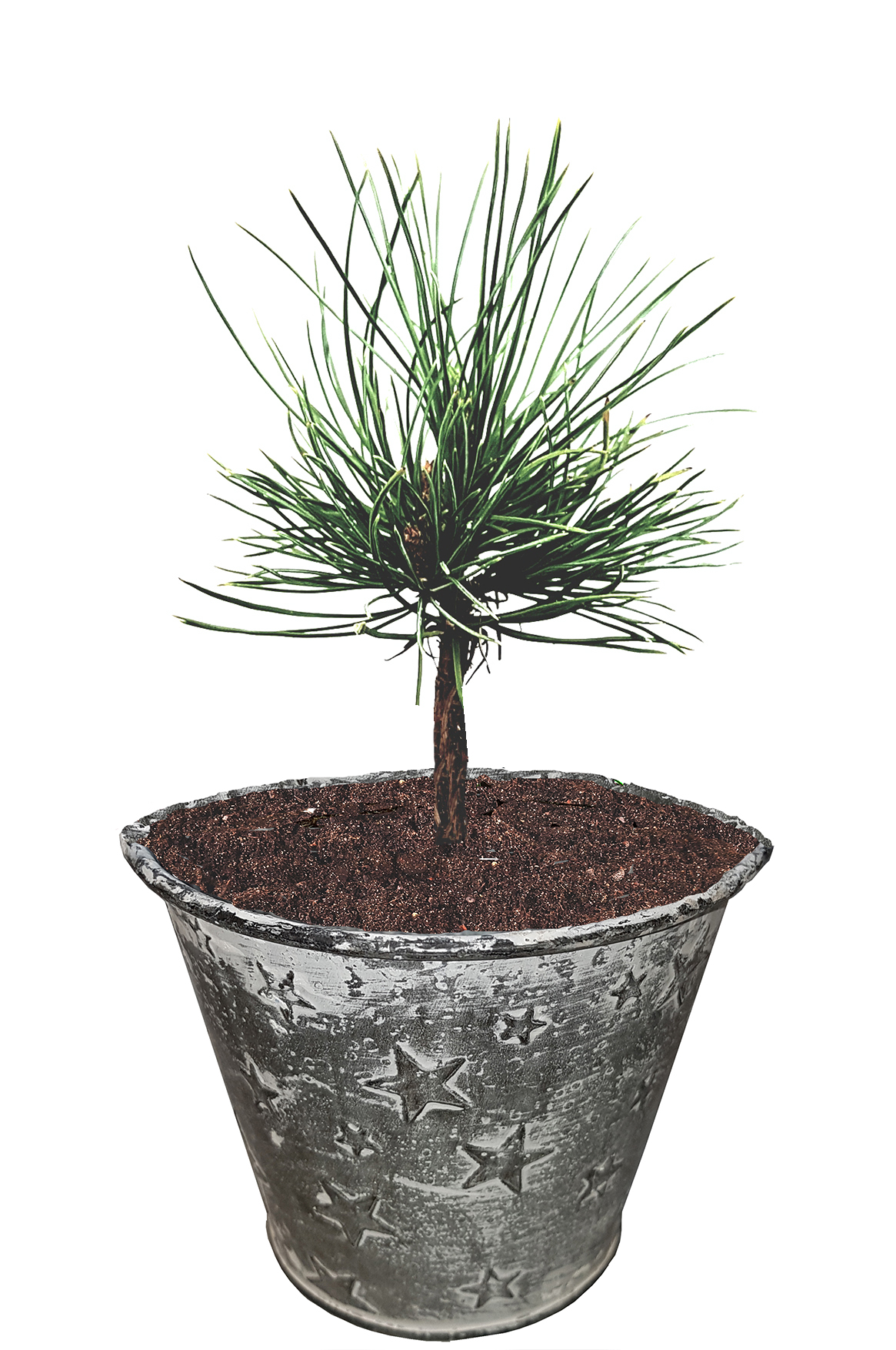 Seedeo® Zirbel-Kiefer/Zirbe (Pinus cembra) ca. 10 cm hoch Geschenkedition Topf mit Sternen