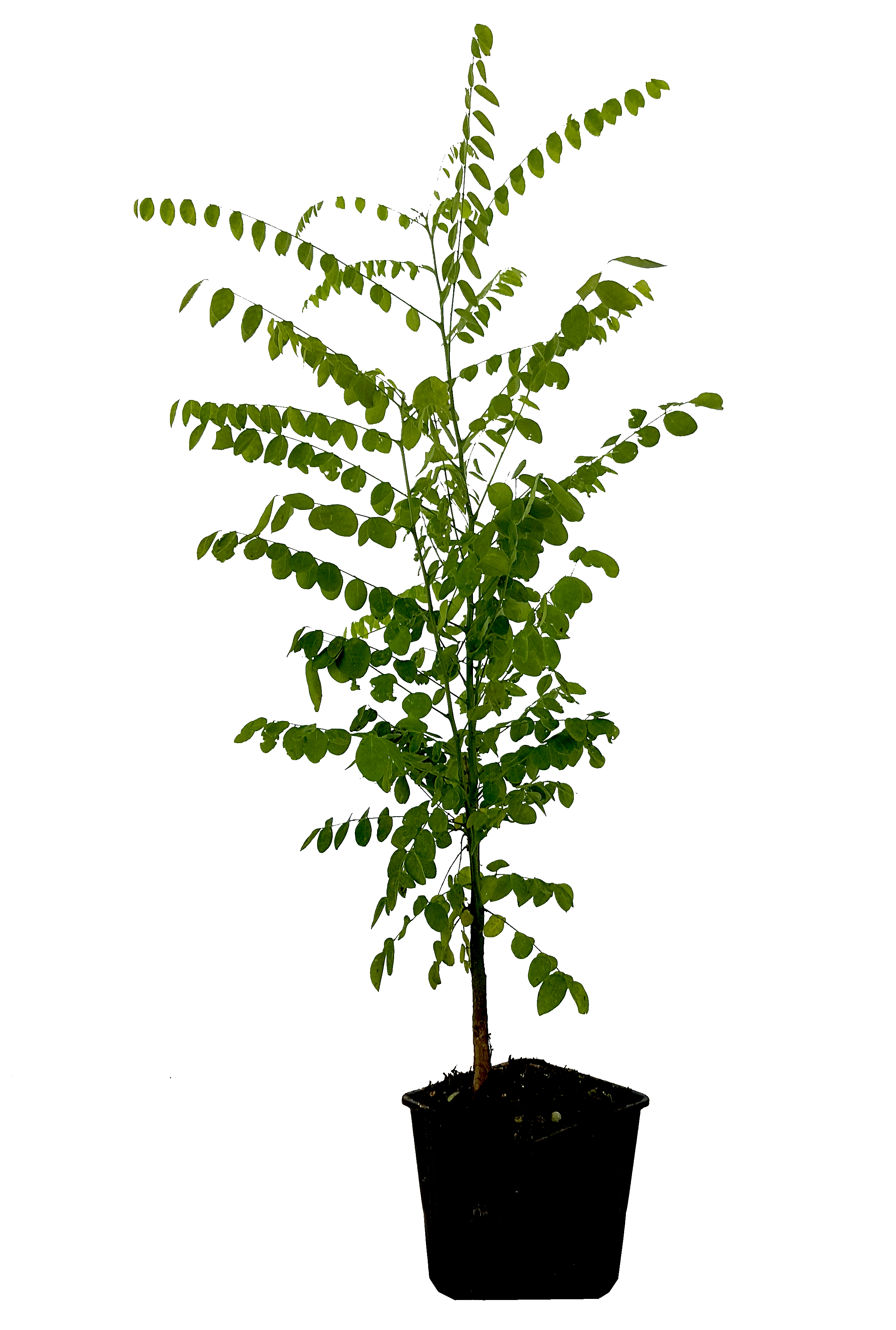 Seedeo® Japanische Schnurbaum  (Sophora japonica) ca. 50 cm