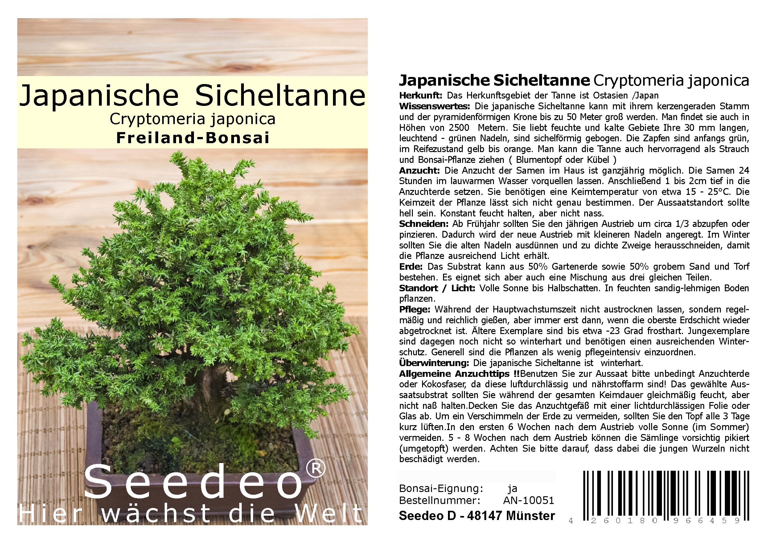 Seedeo® Japanische Sicheltanne (Cryptomeria japonica) Freiland-Bonsai 100 Samen