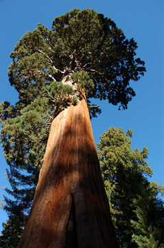 Bild Berg - Mammutbaum (Sequoia. gigantea)  Pflanze 3 Jahre alt