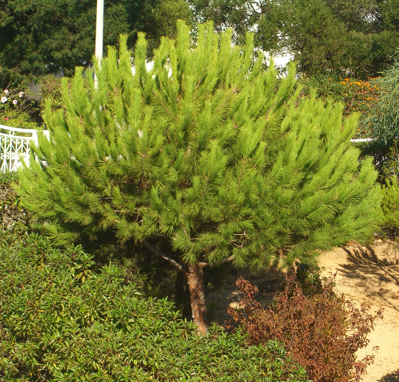 Seedeo® Mittelmeer Pinie   (Pinus pinea) Pflanze 2 Jahre