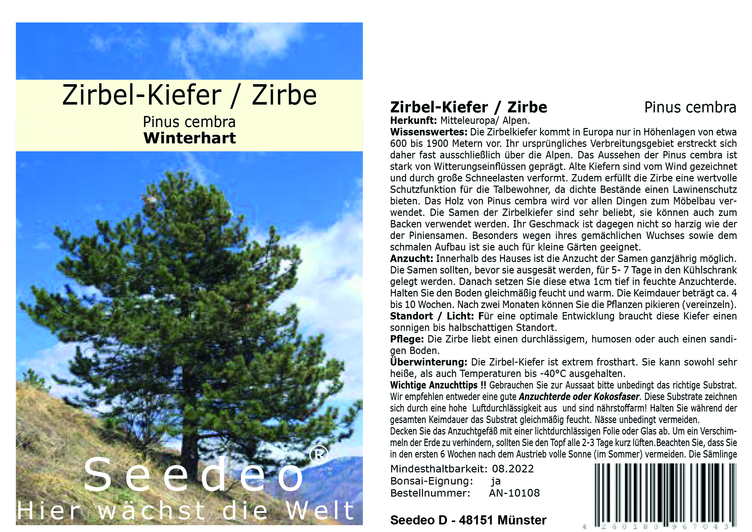 Seedeo®  Zirbel-Kiefer / Zirbe (Pinus cembra)  25 Samen