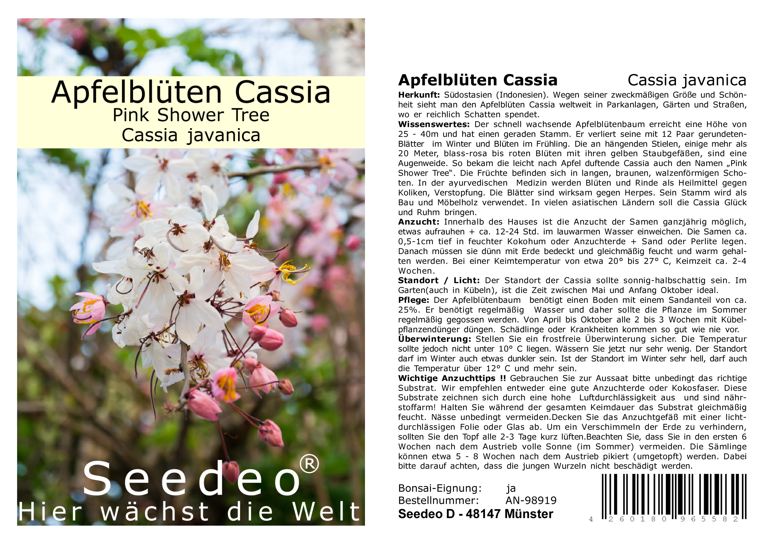 Seedeo® Apfelblüten Cassia “ Pink Shower Tree“ (Cassia javanica) 30 Samen