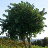 Bild Johannisbrotbaum (Ceratonia siliqua) 10 Korn