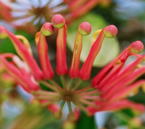 Bild Australischer Feuerradbaum (Stenocarpus sinuatus) 20 Samen