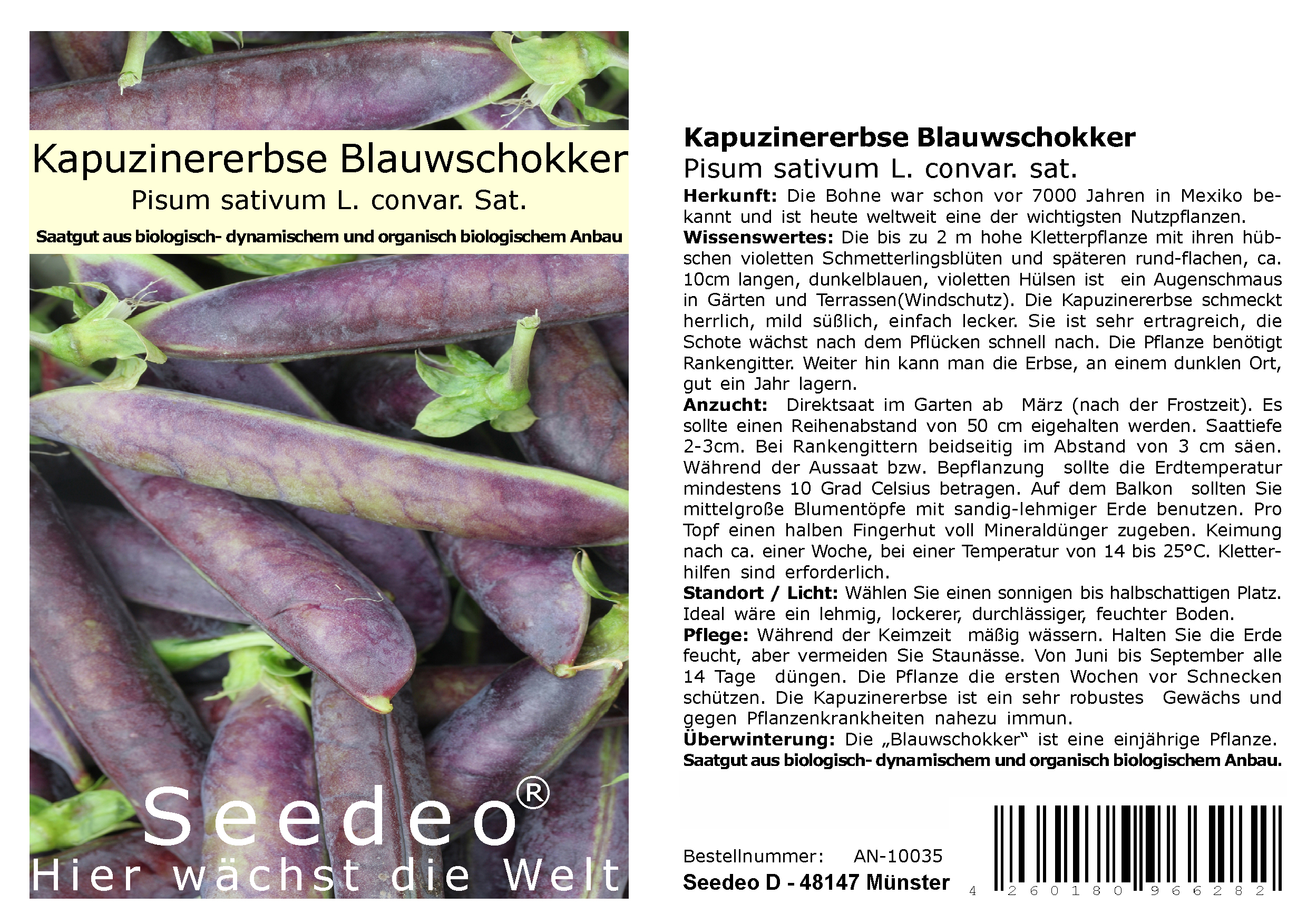 Seedeo® Kapuzinererbse Blauwschokker ( Pisum sativum L. convar. Sat.) ca. 100 Samen