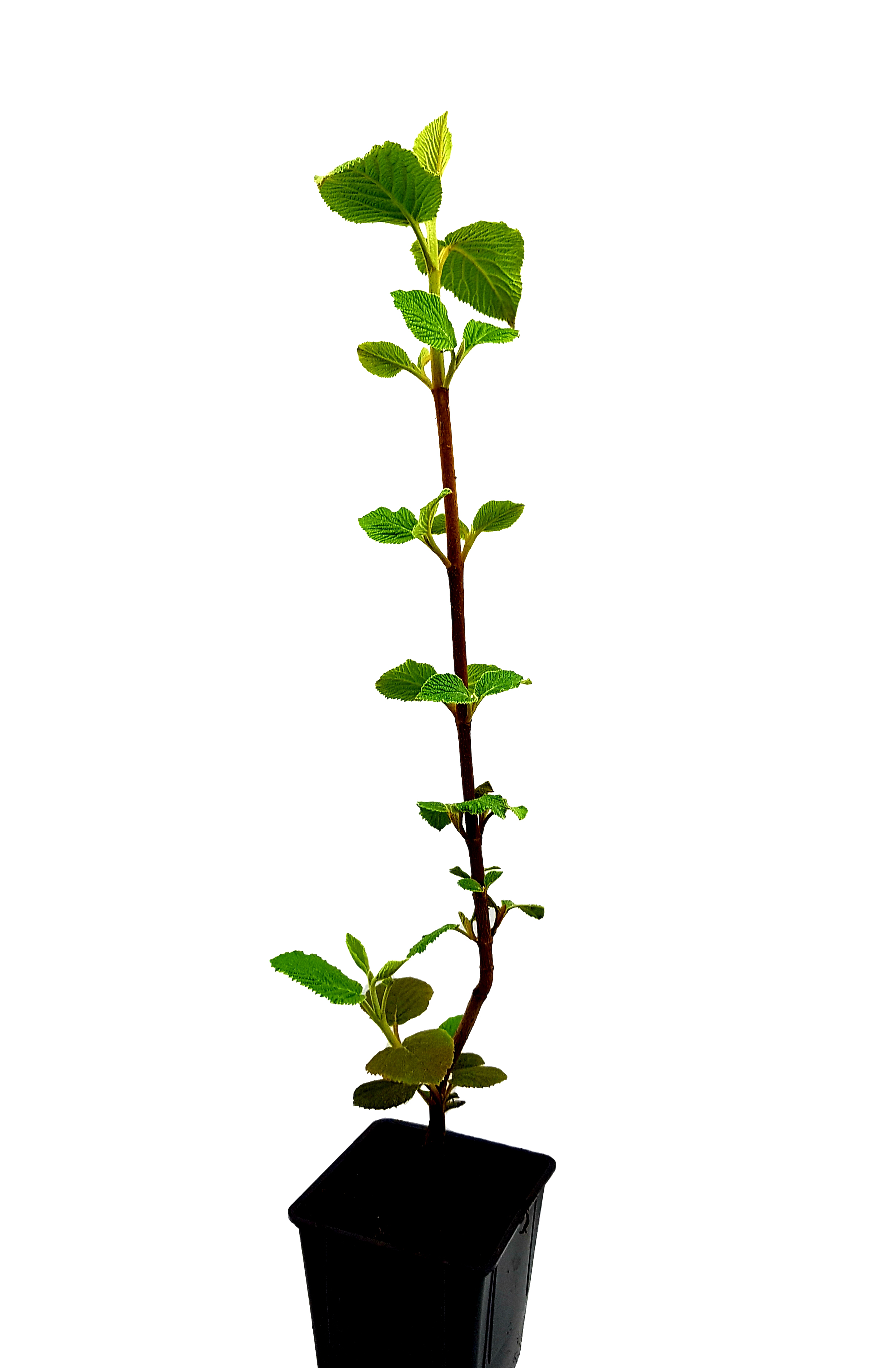 Seedeo®  Wolliger Schneeball (Viburnum lantana) Pflanze ca. 60 cm hoch