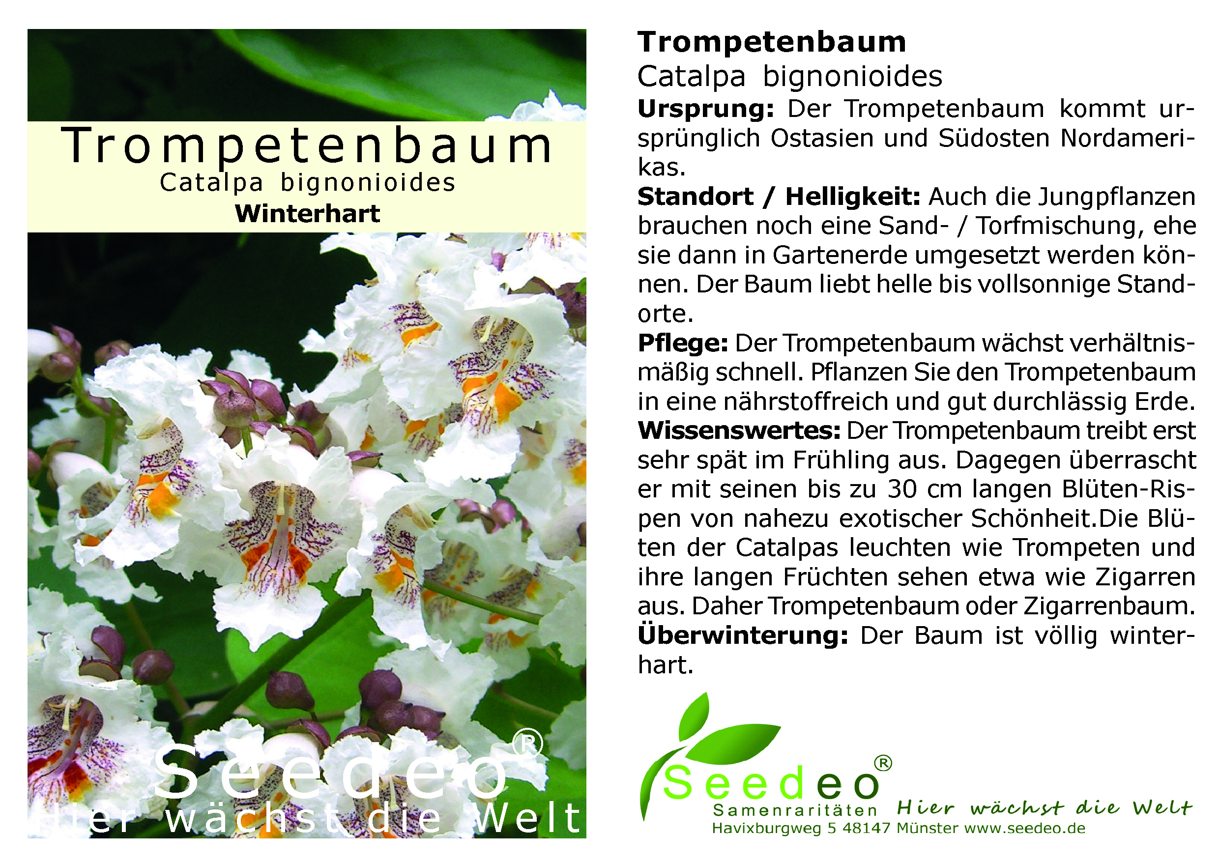 Seedeo® Trompetenbaum  Catalpa bignonioides Pflanze ca. 50 cm hoch