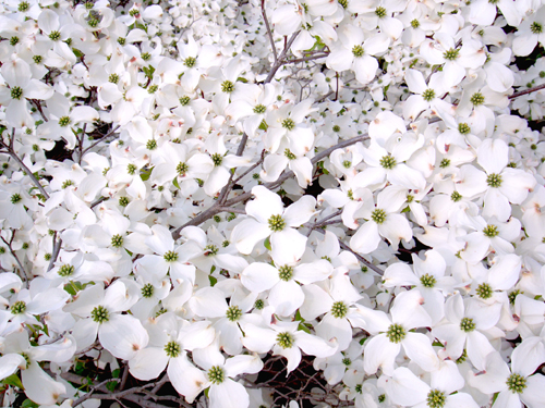 Seedeo® Asiatischer Blütenhartriegel Cornus kousa var. chinensis ca. 60 cm - 80 cm hoch
