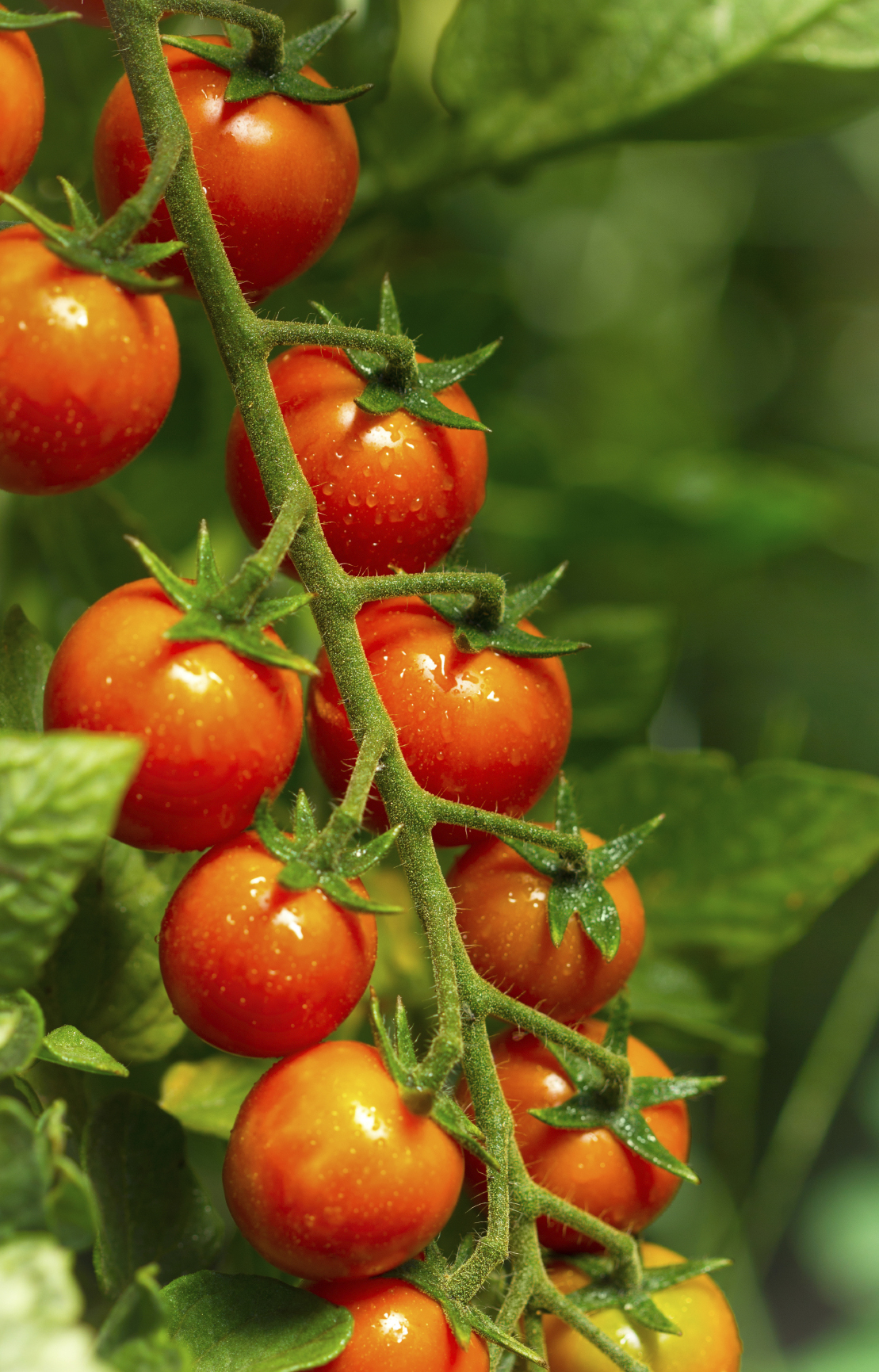 Seedeo® Tomate Zuckertraube (Lycopersicum L.) 45 Samen BIO